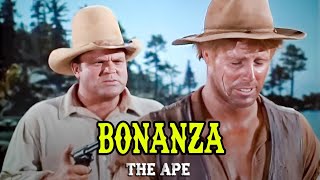 Celebrity Bonanza | The Ape Profile