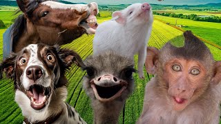 Cute little Farm animals: Dog, Cat, Monkey, Lion, Zebra, Giraffe, Sheep. #animals #animalsounds