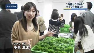 高田馬場で町おこし　内藤とうがらしをブランド野菜に！