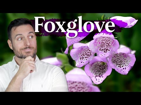 Video: Er fingerbørsplanten invasiv?