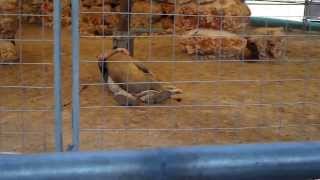 MALLORCA, WORLD LIFE SHOW AT SAFARI ZOO