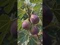 4 🪨Amazing Fruit Plants You Can Grow at Home!🤯🏠#shorts