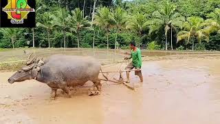 #mayungplog#membajak sawah dengan kerbau identik dengan kawihan tukang nya 👍❤️