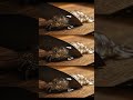 Icy Diamond Lobster ASMR #asmr #ice #diamond #lobster #satisfying