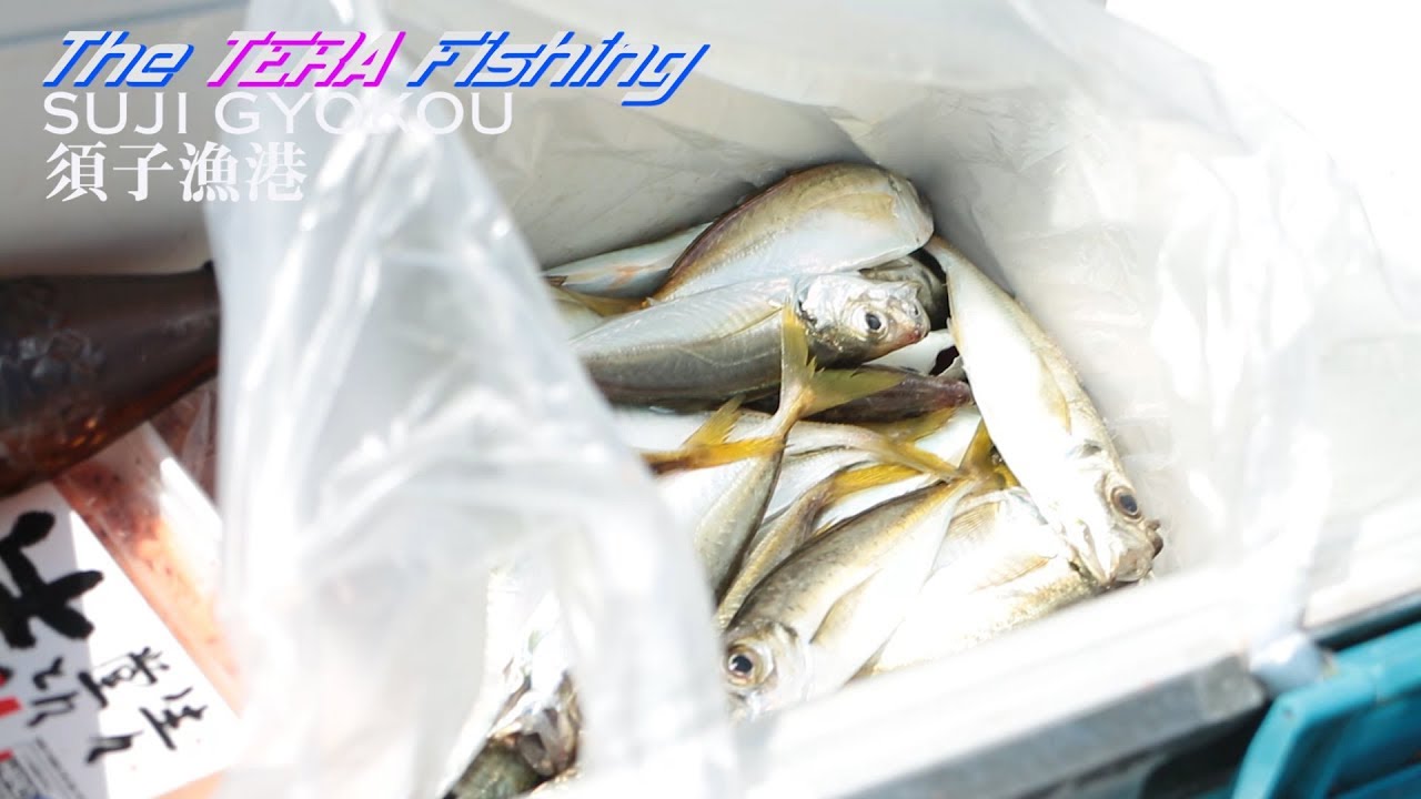 天草釣り情報 須子漁港 アジ100匹可能 コノシロ Youtube