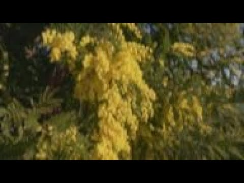 Video: Bashful mimosa flowers - a decorative miracle