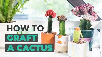 HOW TO GRAFT A CACTUS | HOW TO MAKE GRAFTED CACTI