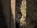 Simply Adorable-I found a bird nest