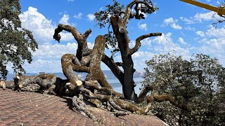 Tree falls through bathroom #trees #crane #oaktree #dangerous #roof