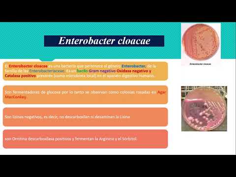 Enterobacter cloacae