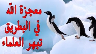 حقائق مذهلة لا تعرفها عن طيور البطريق | معجزة الله تبهر العلماء
