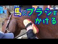 馬にブラシをかける