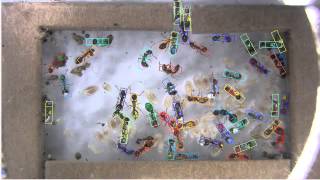 MCMC Ant tracking   sample video