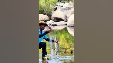 💥 Thu Lưới Cá Trên Suối 🐟🌊 | Quá Trời Cá – Sinh Tồn & Câu Cá Suối | PhuotTV