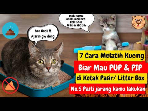Video: Cara Litter Box Melatih Kucing Liar