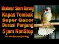 Suara Burung Kapas Tembak Gacor Durasi Panjang | Masteran Burung Lomba