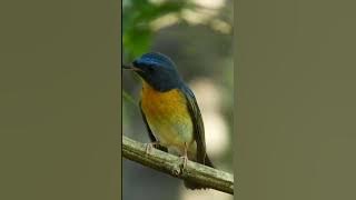 masteran srikatan cacing gacor alam #birds #birdsong #birdsounds