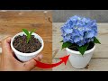 Simple ideas to grow hydrangea plant
