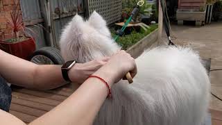 Grooming a Japanese Spitz  Step 2, Part 1: Extra Wide Comb