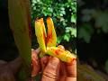 small cucumber chat 🥒🤤‼️#trending #shorts #viral #food #recipe #reels #farming #harvest #cucumber