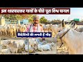 Full  tharparkar cow breeding center jodhpur   best dairy farm in india 