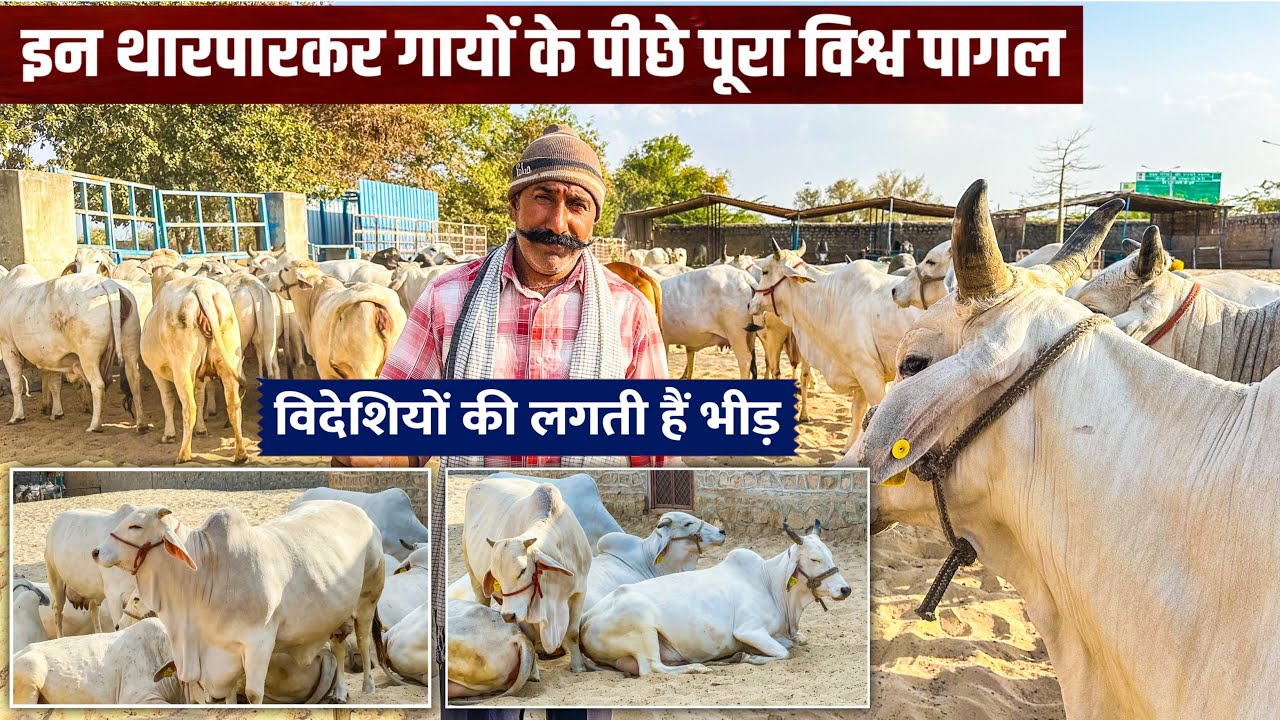 Full Video 👍 Tharparkar cow Breeding Center Jodhpur 👉 || Best dairy farm in India ||