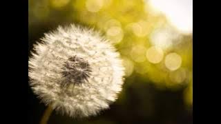 Audioslave - Dandelion
