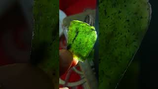 Kumbang Jantan totol gerimis selasih kristal kode 04 size jumbo