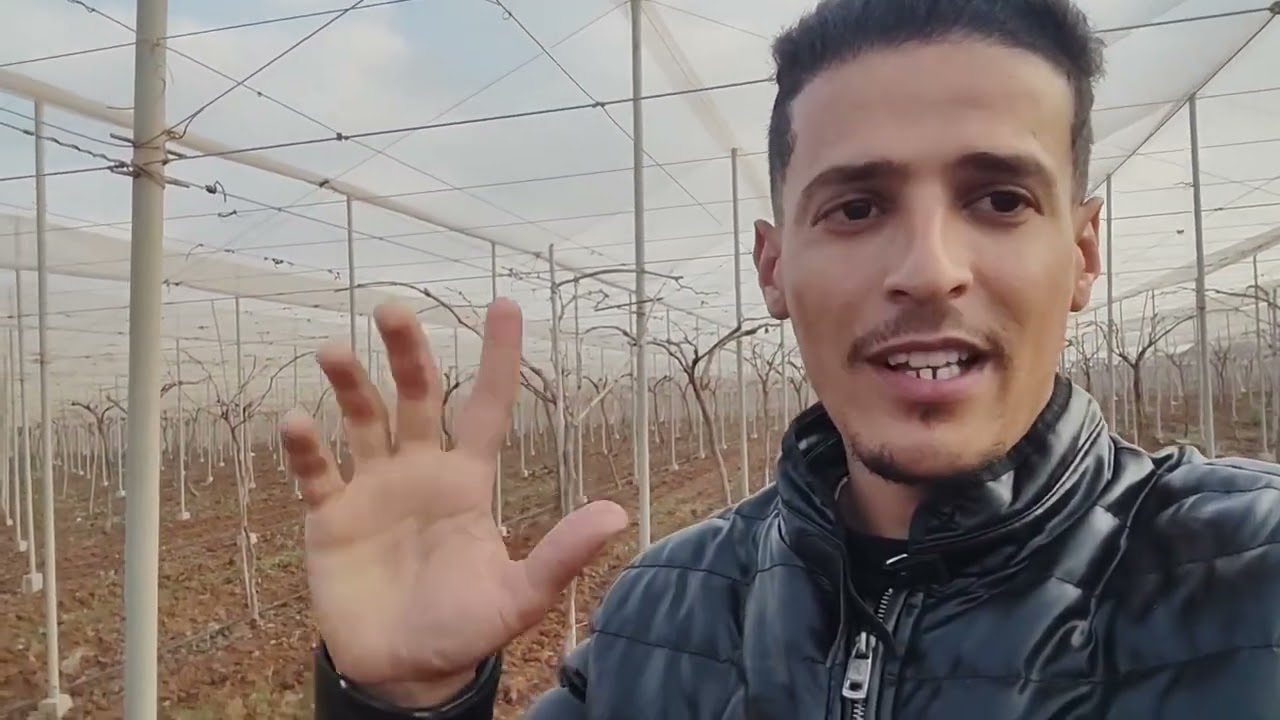 برنامج تسميد مكافحة   العنب بداية من انتفاخ البراعم  🍇🌿 ولاية وهران  موسكا ريد قلوب سوبريور سيدلس