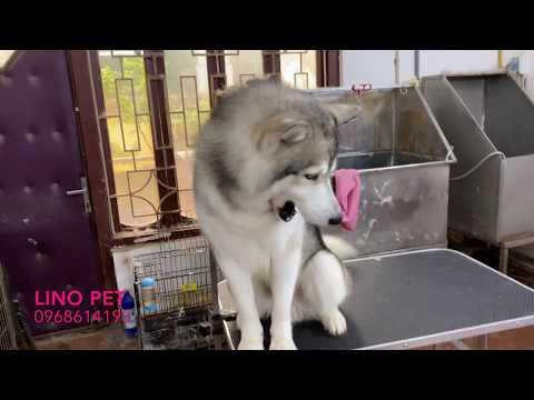 Video: Cách Tắm Cho Husky