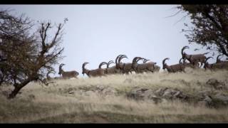 Hunermend Dilyar Yar Gewrê/Kurdish /الفنان دليار Resimi