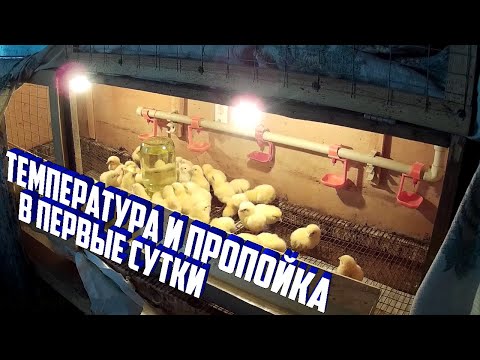 (ч.1)Температура в брудере и пропойка цыплят бройлера в первые сутки.