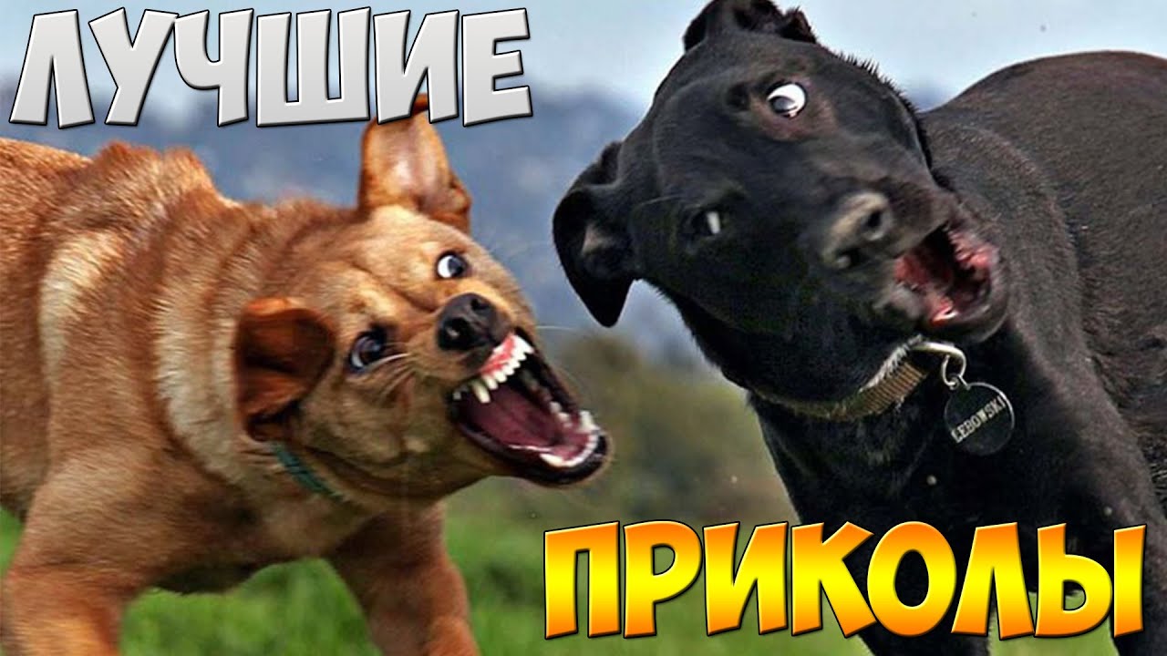 Дружбаны поделили суку