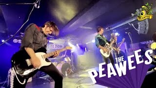 ▲Peawees - Live at Bloom (April 2022)