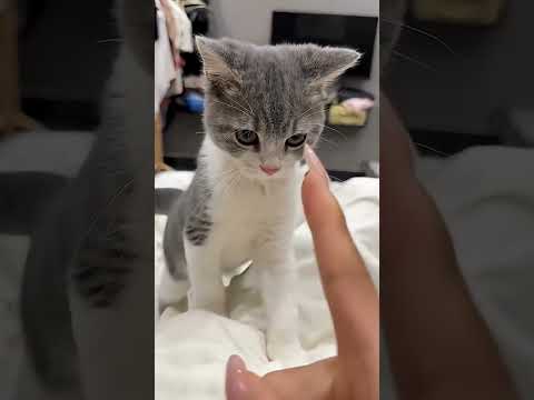 Crazy kittens #funny #catvideos #catshorts #cat