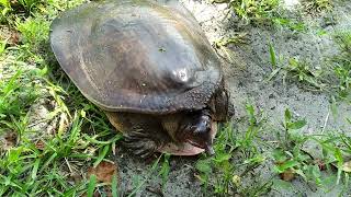 Another Soft-Shelled Turtle Rescue From The Road In Florida 2022 screenshot 5