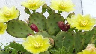 Sowing Wild Opuntia Humifusa Cactus Seeds