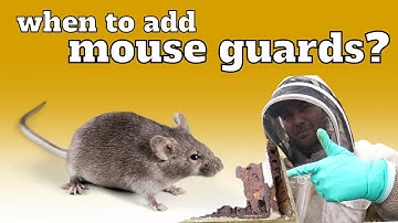 When to Add Mouse Guards