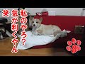 自分の寝床にしちゃう！【コーギーチロ】