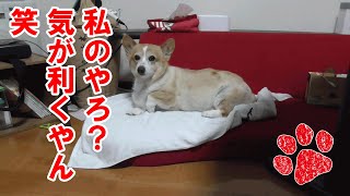 自分の寝床にしちゃう!【コーギーチロ】