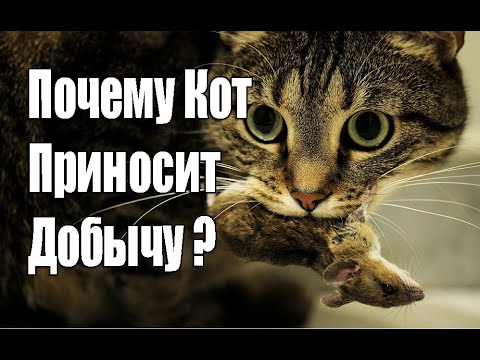 ПОЧЕМУ КОТЫ ПРИНОСЯТ ДОБЫЧУ ХОЗЯИНУ ?