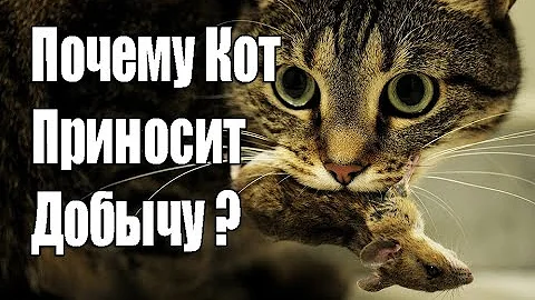 ПОЧЕМУ КОТЫ ПРИНОСЯТ ДОБЫЧУ ХОЗЯИНУ ?