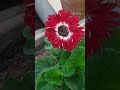 GERBERA JAMESONII FLOWER