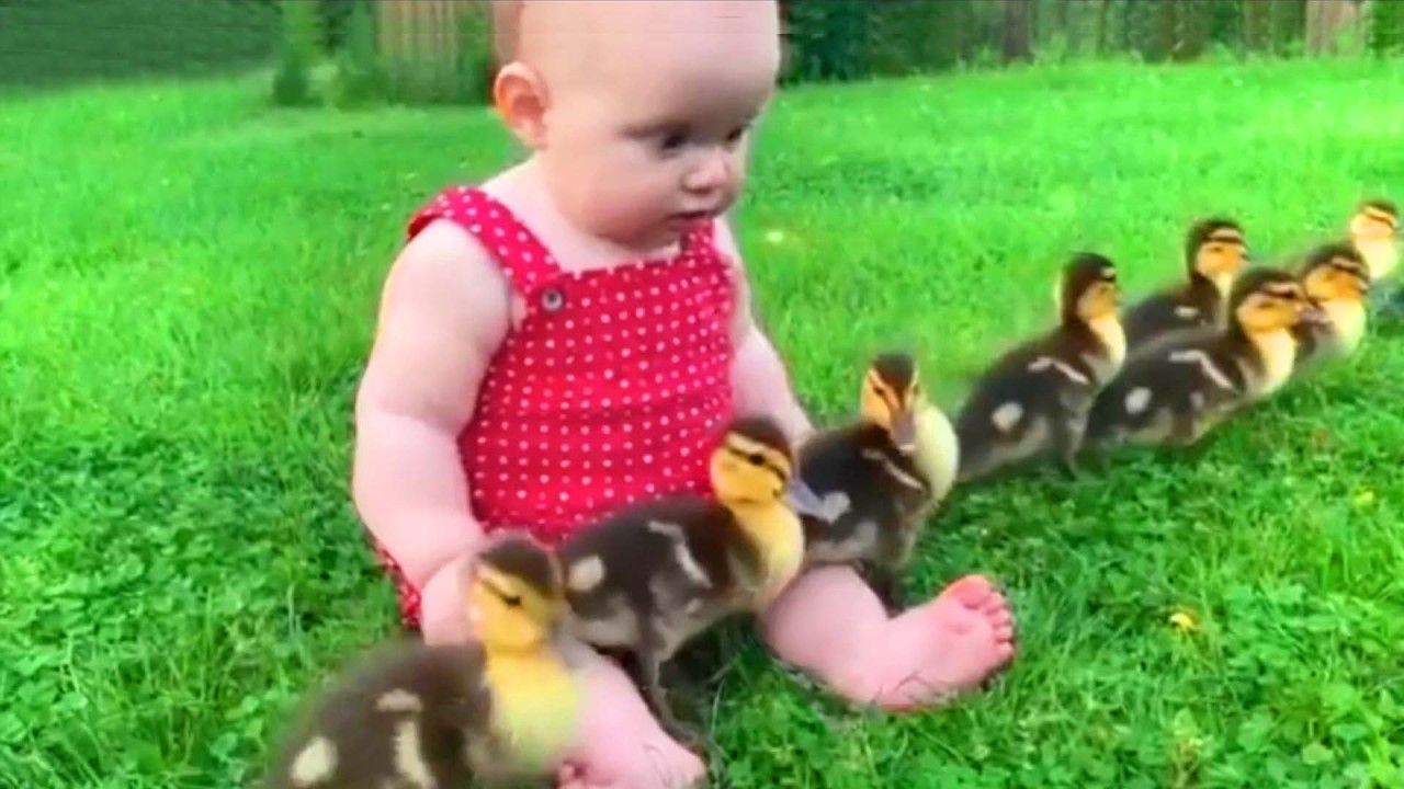 COOL PEAS - When Cute Baby Reaction Meeting Animals At The Farm II Funny Baby and Pets Video