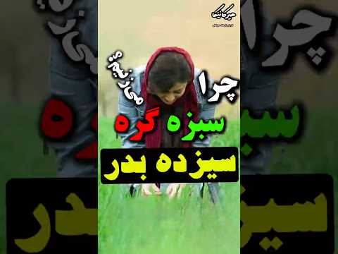 چرا سیزده بدر سبزه گره می زنیم سیزده بدر نوروز ایران باستان ایران بهار عید سبزه