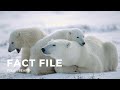 Polar Bear Facts Quiz