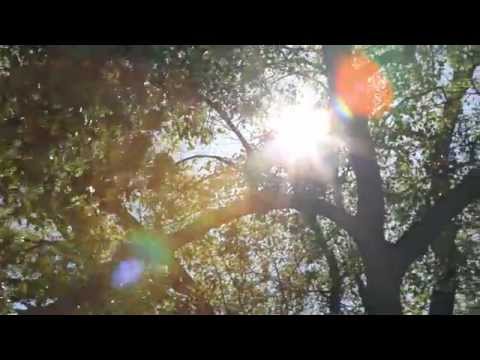 Sunlight through branches 2