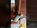 猛ダッシュ、キジトラニャン太さん。