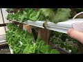 S1E2   New Hydroponics NFT System Tour