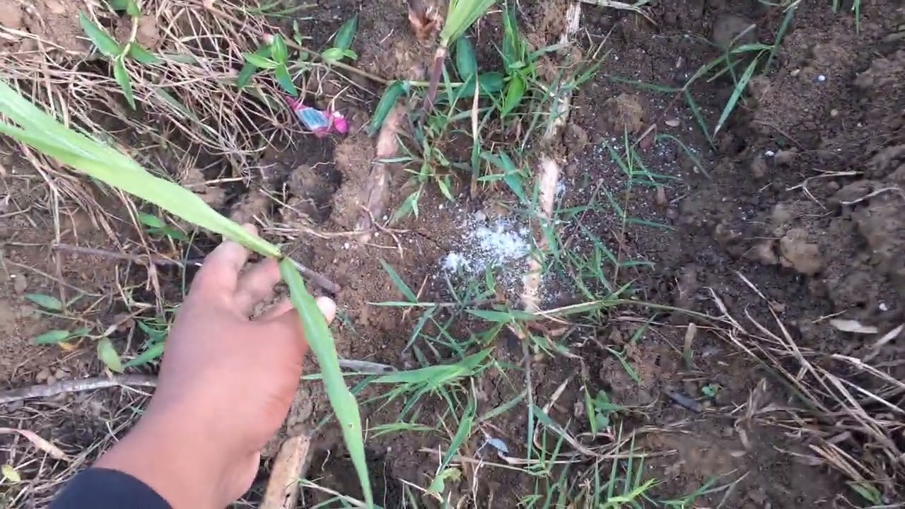 Cara pemupukan tebu  yang benar untuk mencapai produksi maksimal